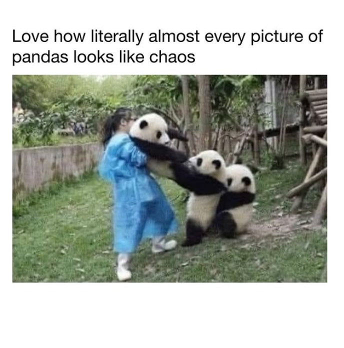 Love how literally almost every picture of pandas looks like chaos