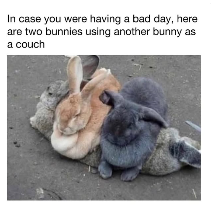 In case you were having a bad day, here are two bunnies using another bunny as a couch