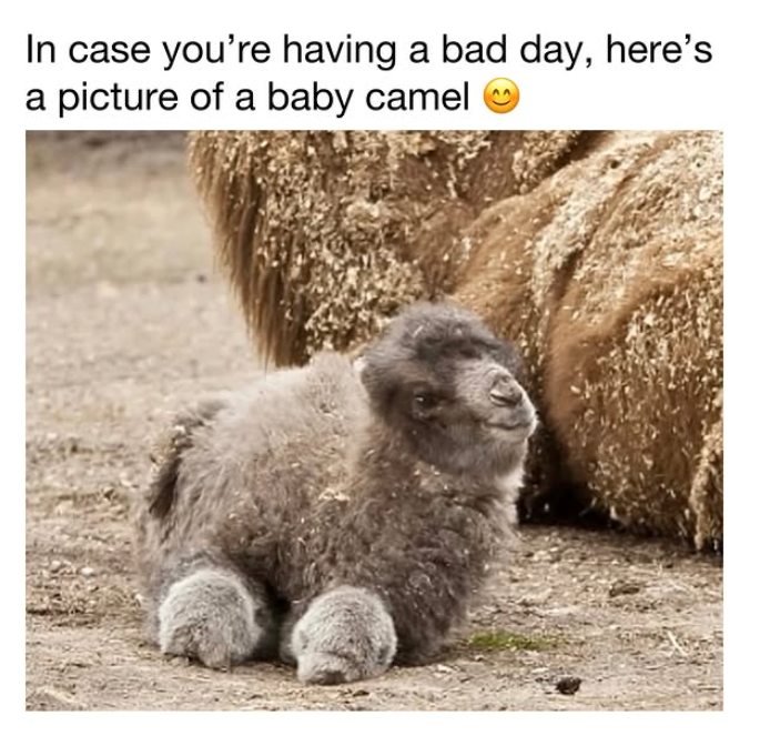 In case you're having a bad day, here's a picture of a baby camel