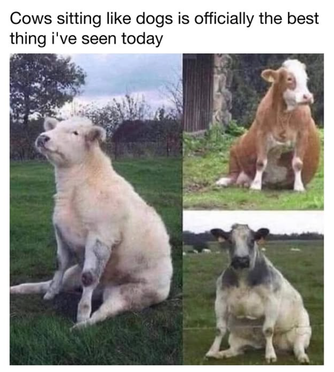 Cows sitting like dogs is officially the best thing i've seen today