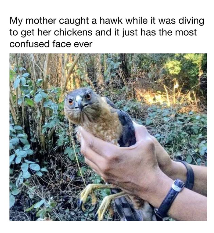 My mother caught a hawk while it was diving to get her chickens and it just has the most confused face ever