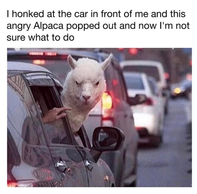 I honked at the car in front of me and this angry Alpaca popped out and now I'm not sure what to do