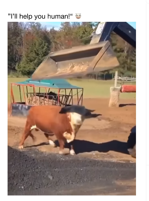 "I'll help you human!"