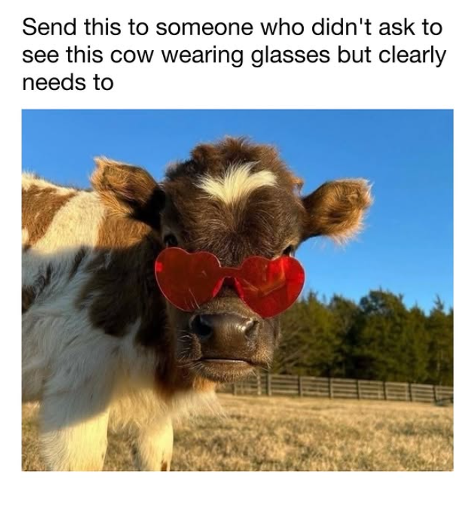 Send this to someone who didn't ask to see this cow wearing glasses but clearly needs to