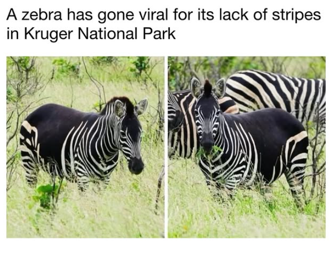 A zebra has gone viral for its lack of stripes in Kruger National Park