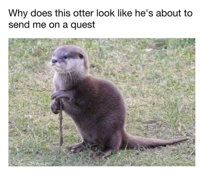Why does this otter look like he's about to send me on a quest