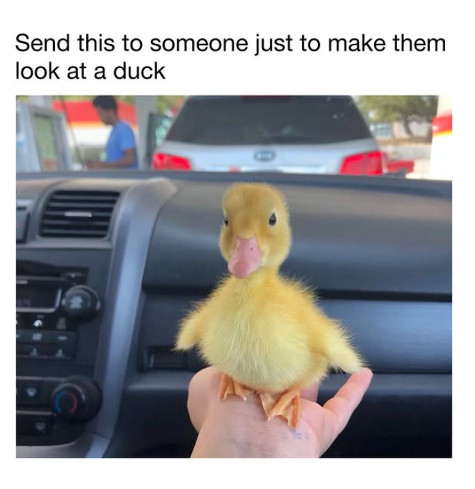 Send this to someone just to make them look at a duck