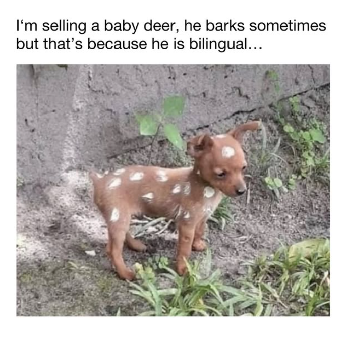 I'm selling a baby deer, he barks sometimes but that's because he is bilingual...