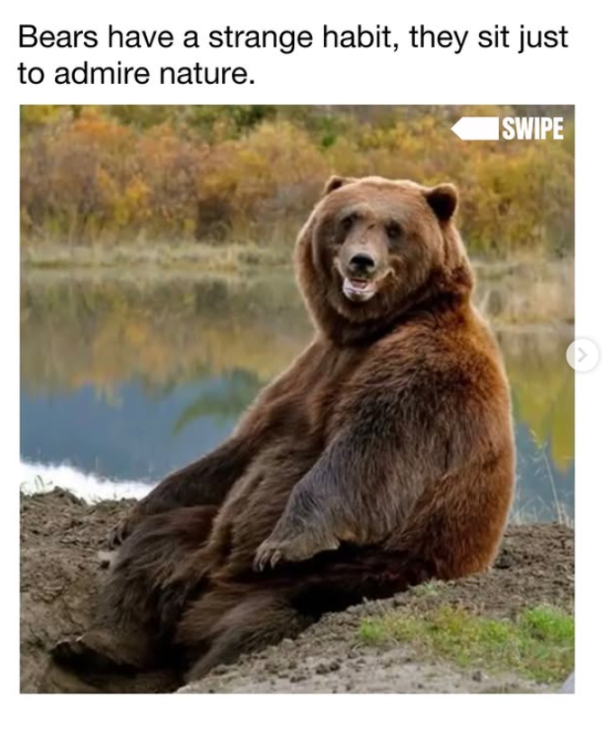 Bears have a strange habit, they sit just to admire nature. SWIPE