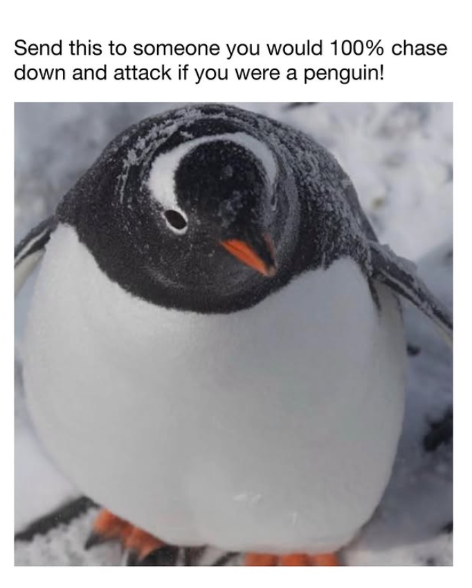 Send this to someone you would 100% chase down and attack if you were a penguin!