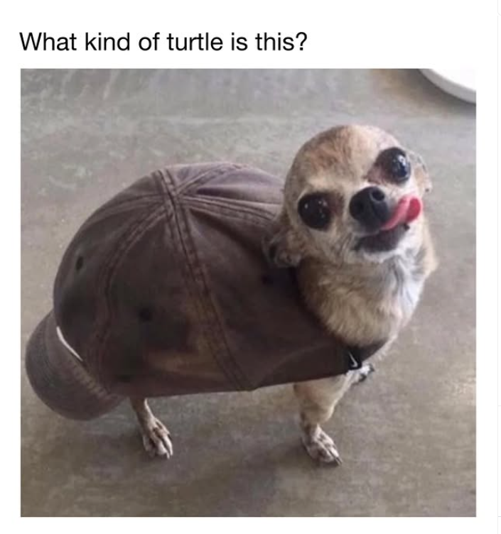 What kind of turtle is this?