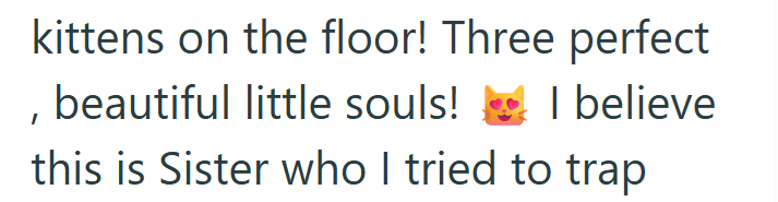 kittens on the floor! Three perfect , beautiful little souls! I believe this is Sister who I tried to trap