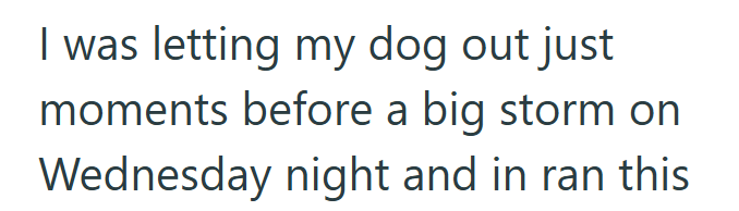 I was letting my dog out just moments before a big storm on Wednesday night and in ran this