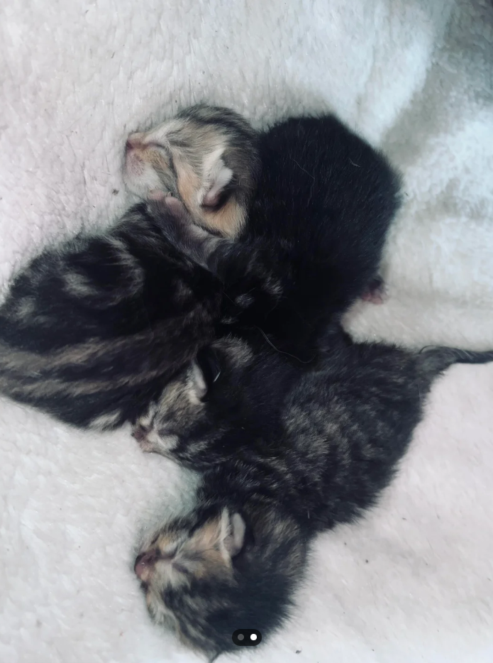 Cheezburger Image 10625441792