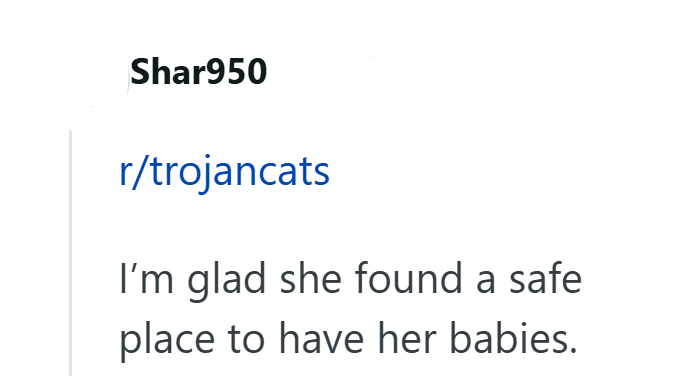 Shar950 r/trojancats I'm glad she found a safe place to have her babies.