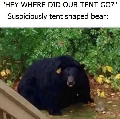 "HEY WHERE DID OUR TENT GO?" Suspiciously tent shaped bear: