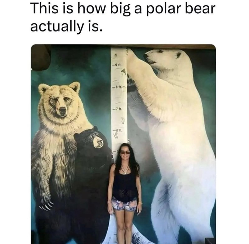 This is how big a polar bear actually is. -92 18f41 -71