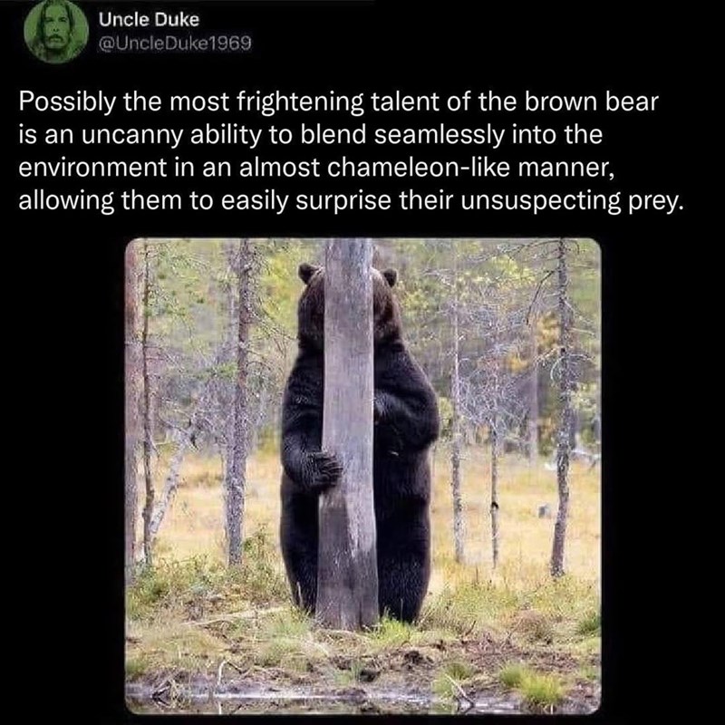 Uncle Duke @UncleDuke1969 Possibly the most frightening talent of the brown bear is an uncanny ability to blend seamlessly into the environment in an almost chameleon-like manner, allowing them to easily surprise their unsuspecting prey.