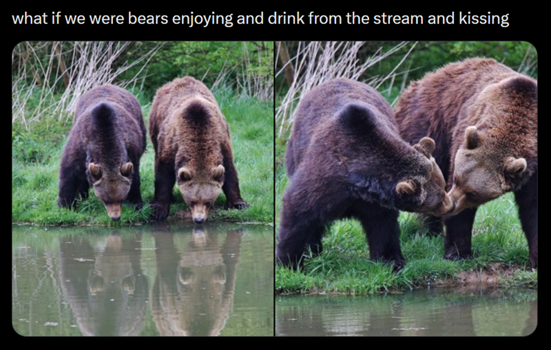 what if we were bears enjoying and drink from the stream and kissing
