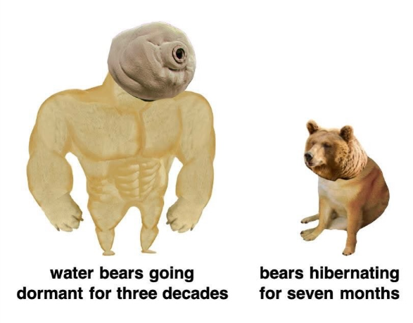 water bears going dormant for three decades bears hibernating for seven months