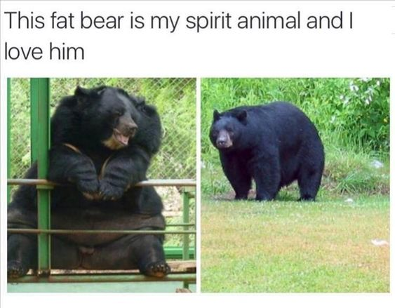This fat bear is my spirit animal and I love him UNIT 1