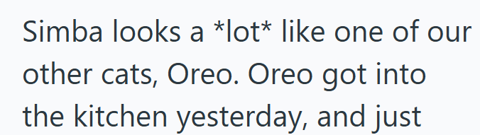 Simba looks a *lot* like one of our other cats, Oreo. Oreo got into the kitchen yesterday, and just