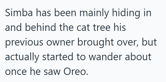 Simba has been mainly hiding in and behind the cat tree his previous owner brought over, but actually started to wander about once he saw Oreo.