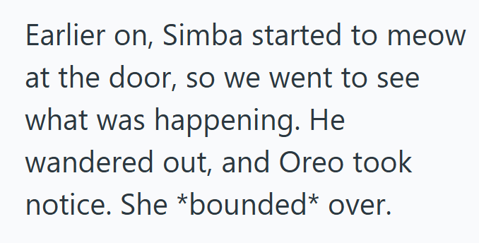 Earlier on, Simba started to meow at the door, so we went to see what was happening. He wandered out, and Oreo took notice. She *bounded* over.