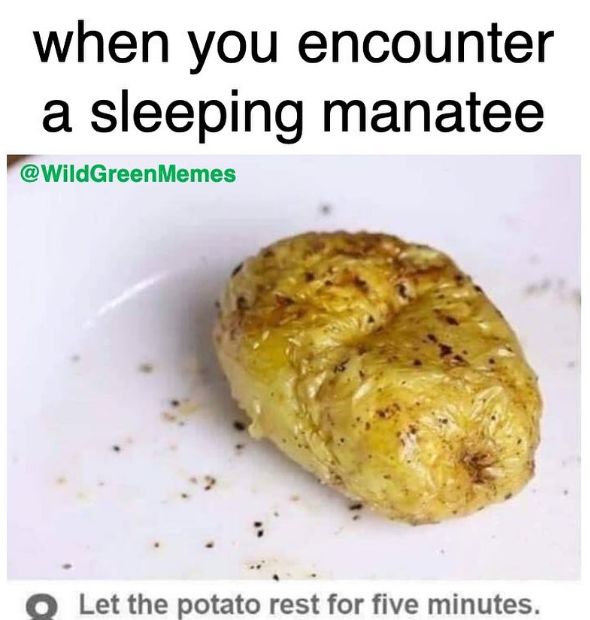 when you encounter a sleeping manatee @WildGreenMemes O Let the potato rest for five minutes.