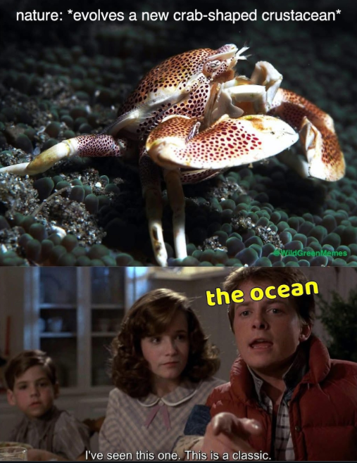 nature: *evolves a new crab-shaped crustacean* WildGreenMemes the ocean I've seen this one. This is a classic.