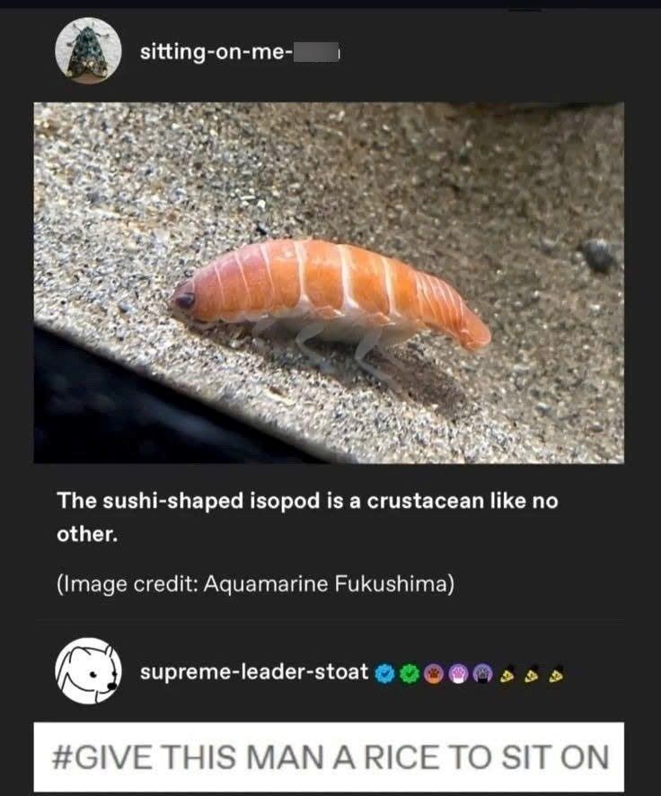 sitting-on-me- The sushi-shaped isopod is a crustacean like no other. (Image credit: Aquamarine Fukushima) supreme-leader-stoat #GIVE THIS MAN A RICE TO SIT ON