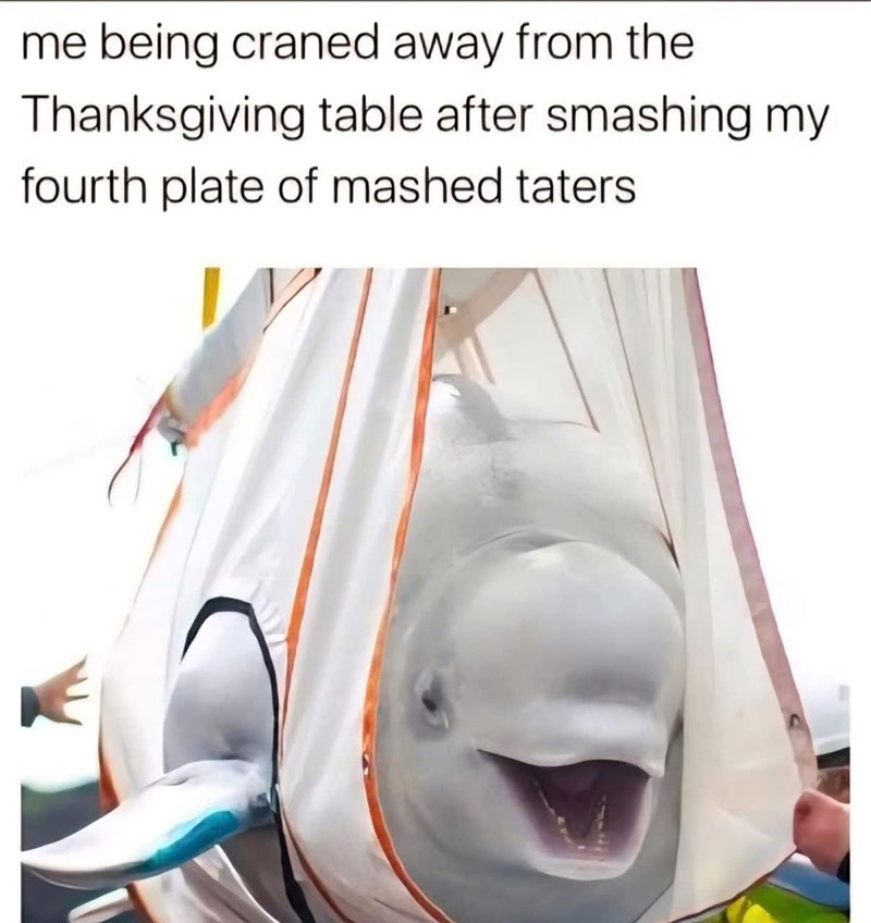 me being craned away from the Thanksgiving table after smashing my fourth plate of mashed taters. W