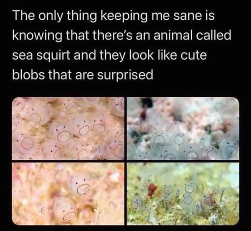 The only thing keeping me sane is knowing that there's an animal called sea squirt and they look like cute blobs that are surprised