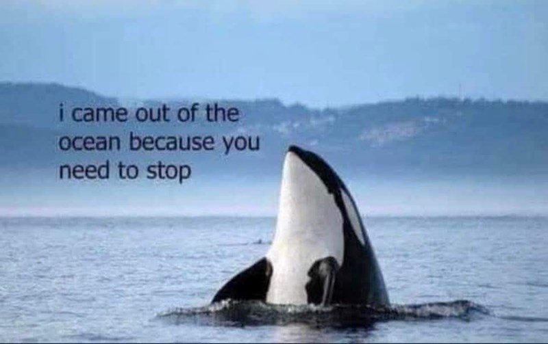 i came out of the ocean because you need to stop
