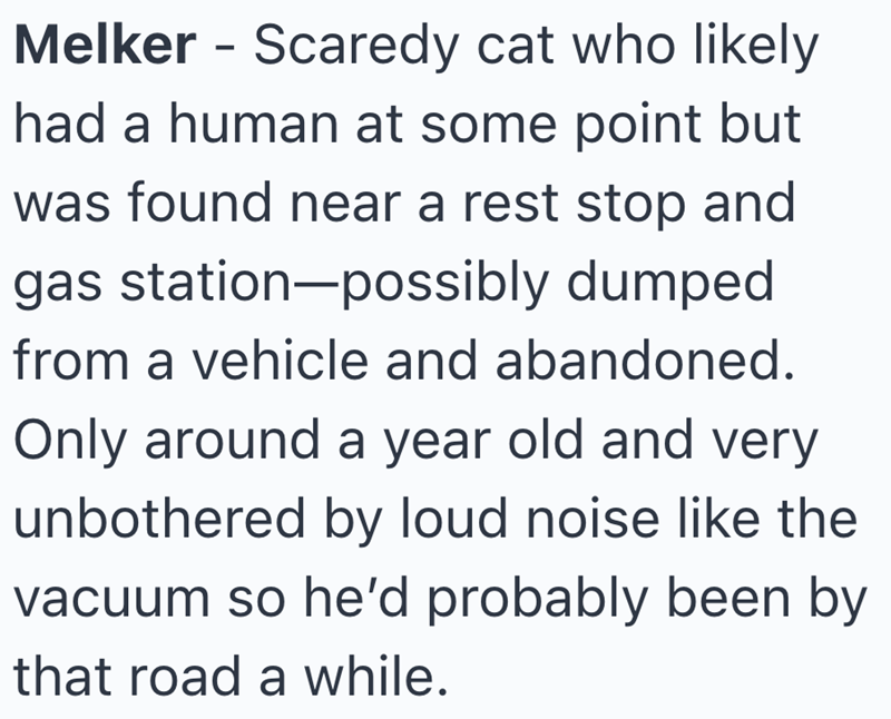 Melker - Scaredy cat who likely had a human at some point but was found near a rest stop and gas station-possibly dumped from a vehicle and abandoned. Only around a year old and very unbothered by loud noise like the vacuum so he'd probably been by that road a while.
