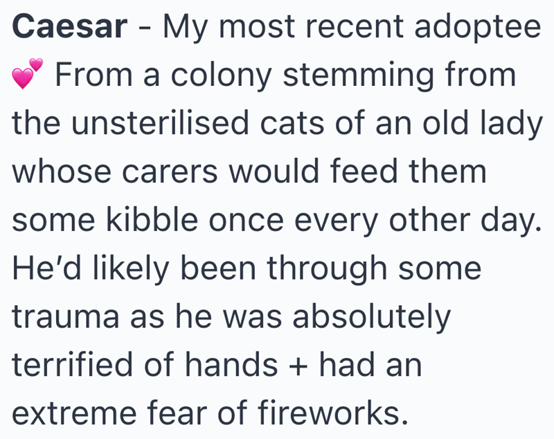 Caesar - My most recent adoptee From a colony stemming from the unsterilised cats of an old lady whose carers would feed them some kibble once every other day. He'd likely been through some trauma as he was absolutely terrified of hands + had an extreme fear of fireworks.