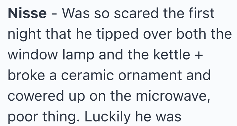 Nisse - Was so scared the first night that he tipped over both the window lamp and the kettle + broke a ceramic ornament and cowered up on the microwave, poor thing. Luckily he was