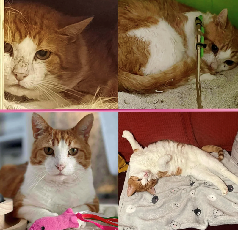 Cheezburger Image 10625477376