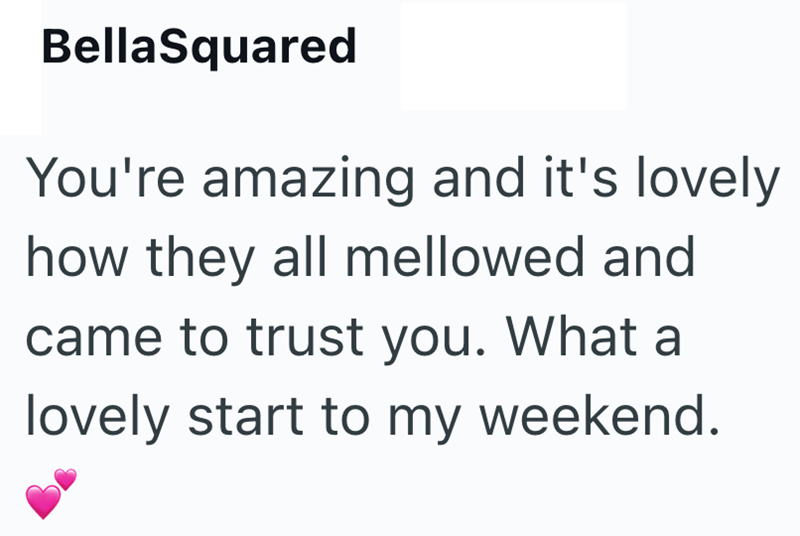 BellaSquared You're amazing and it's lovely how they all mellowed and came to trust you. What a lovely start to my weekend.