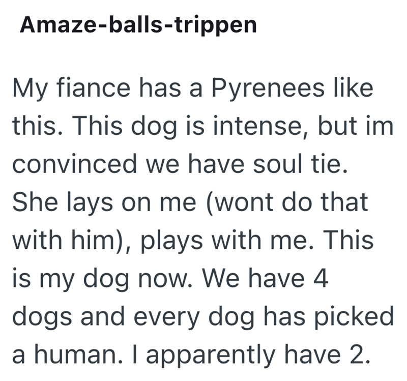 Amaze-balls-trippen My fiance has a Pyrenees like this. This dog is intense, but im convinced we have soul tie. She lays on me (wont do that with him), plays with me. This is my dog now. We have 4 dogs and every dog has picked a human. I apparently have 2.