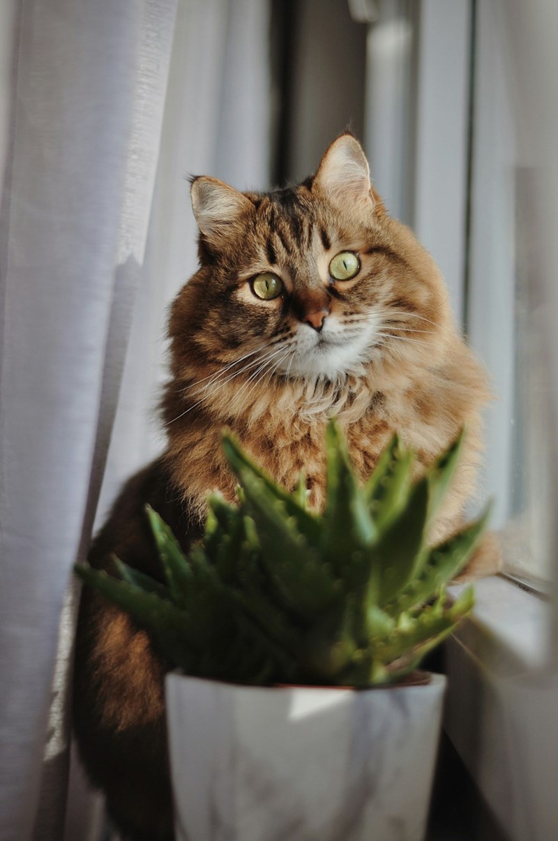 Picture of a pretty and fluffy cat. 