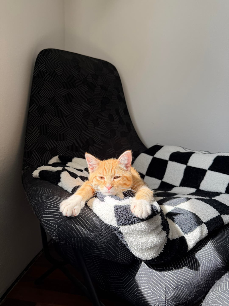 Cheezburger Image 10625517056