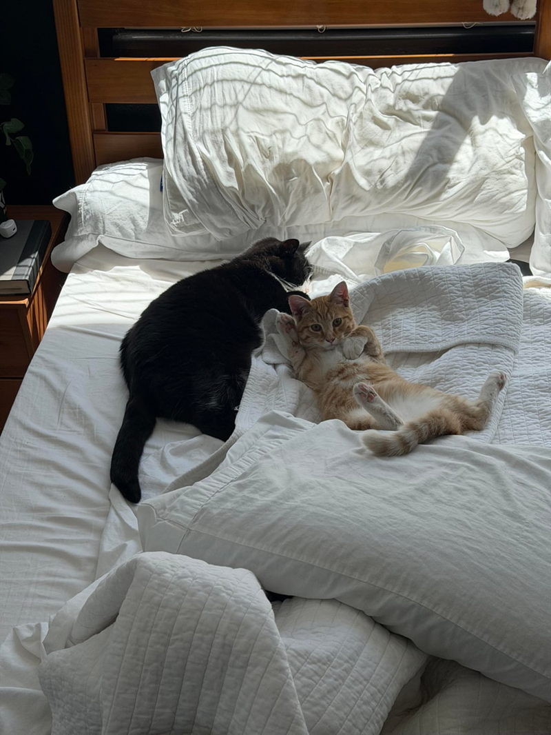 Cheezburger Image 10625518592