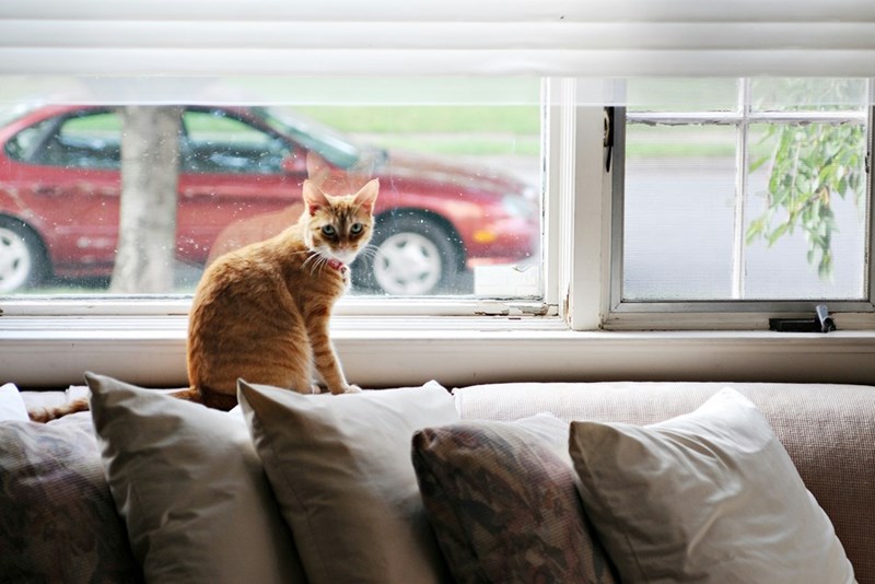 Picture of an orange kitting sitting on the back of a couch in front of a window. 