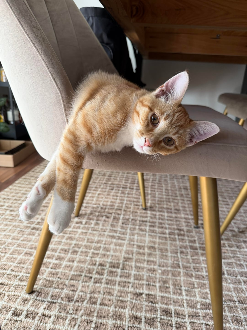 Cheezburger Image 10625520640