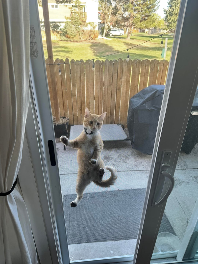 Cheezburger Image 10625521152