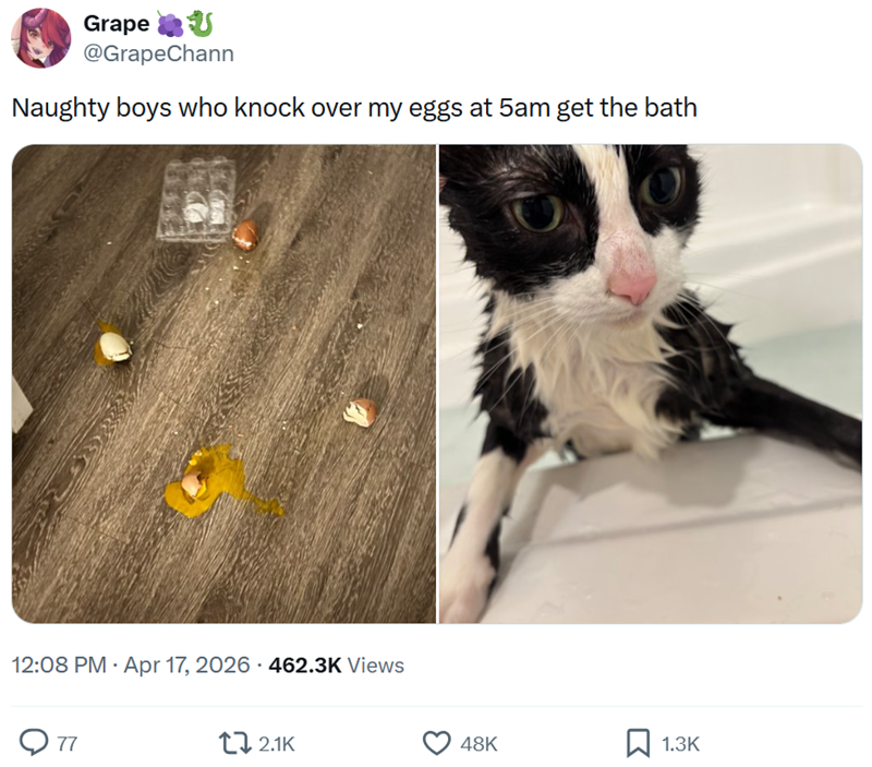 Grape U @GrapeChann Naughty boys who knock over my eggs at 5am get the bath . 12:08 PM - Apr 17, 2026 462.3K Views . ○ 77 2.1K 48K ☐ 1.3K