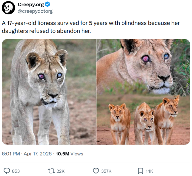 Creepy.org @creepydotorg A 17-year-old lioness survived for 5 years with blindness because her daughters refused to abandon her. 6:01 PM - Apr 17, 2026 10.5M Views 853 122K 357K ☐ 14K