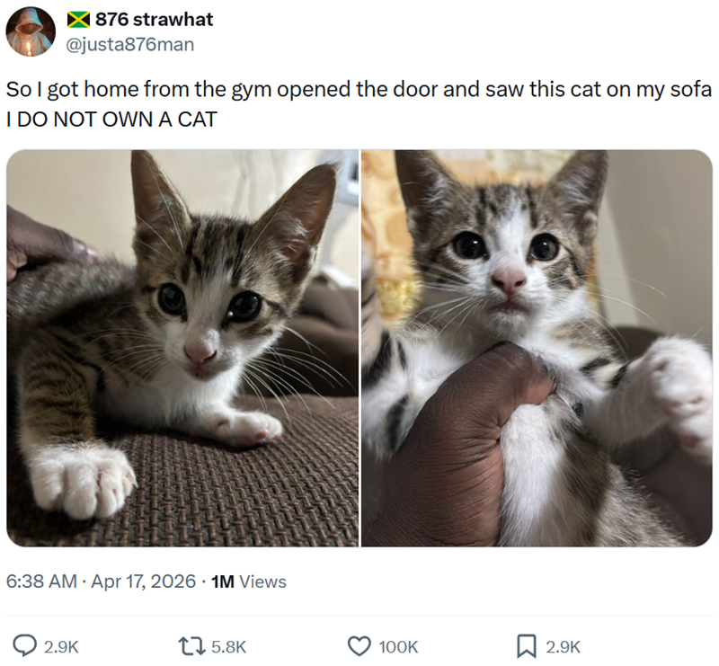 ➤ 876 strawhat @justa876man So I got home from the gym opened the door and saw this cat on my sofa I DO NOT OWN A CAT 6:38 AM Apr 17, 2026 1M Views 2.9K 15.8K 100K 2.9K