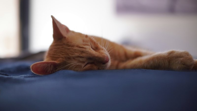 Picture of a cute orange cat sleeping. 